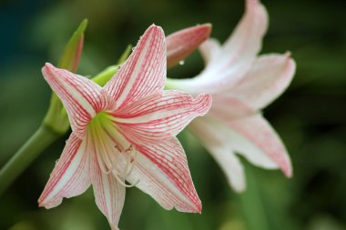 Çiçek bahçesinde çiçek açmaya hazırlanan güzel zambak çiçekleri..