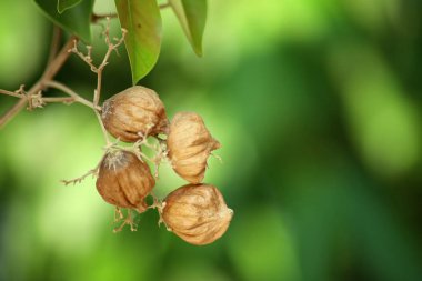 Teak seeds and flowers on a teak tree, Blurred greenery background in garden, Wallpaper. clipart
