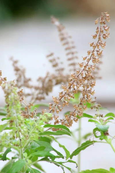 Holy basil flowers in the garden, Flowering holy basil