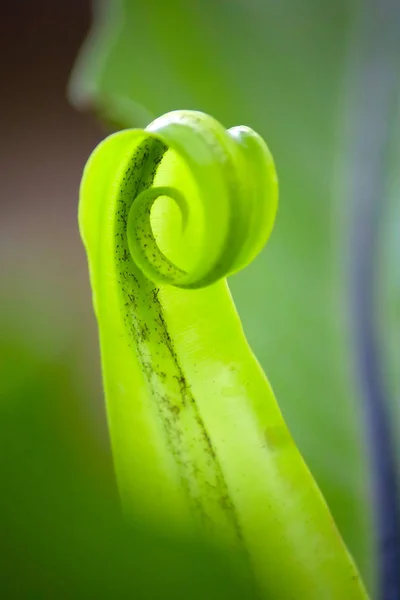 庭のAsplenium Nidus植物 Fern Asplenium Scolopendrium Aspleniumカール葉の性質を閉じる — ストック写真