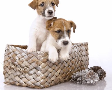 Köpek yavrusu Jack Russell Terrier bir sepet içinde oturan çalış ve Noel koniler