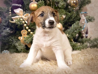 Köpek yavrusu Jack Russell Terrier Noel iç