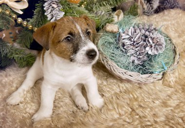 Köpek yavrusu Jack Russell Terrier Noel iç