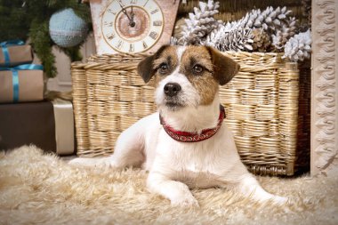 Köpek yavrusu Jack Russell Terrier Noel iç