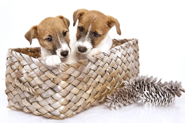 Köpek yavrusu Jack Russell Terrier bir sepet içinde oturan çalış ve Noel koniler