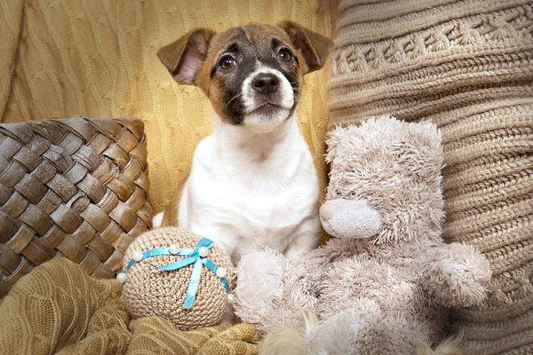 Köpek yavrusu Jack Russell Terrier Noel iç
