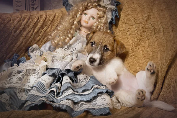 Welpe Jack Russell Terrier im Weihnachtsinterieur — Stockfoto