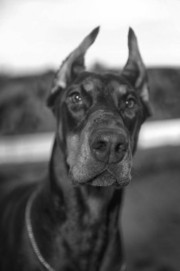 Arka plan vetrego şehir Doberman