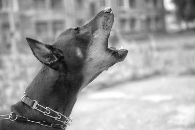 Arka plan vetrego şehir Doberman