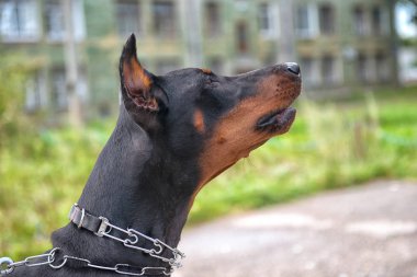 Arka plan vetrego şehir Doberman