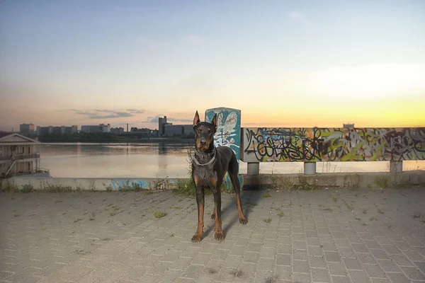 Doberman on the background vetrego city — Stock Photo, Image