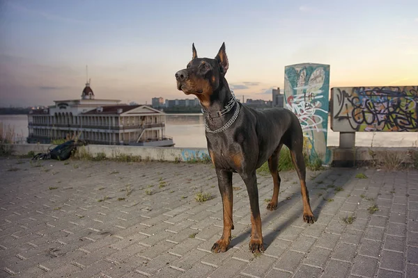 Doberman på stadens bakgrund vetrego — Stockfoto