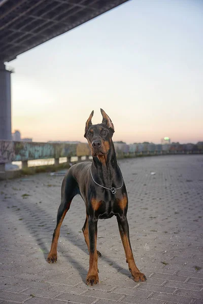 Arka plan vetrego şehir Doberman