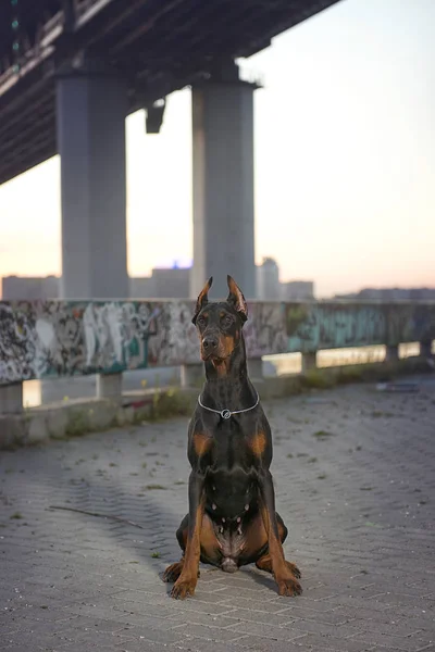 Arka plan vetrego şehir Doberman