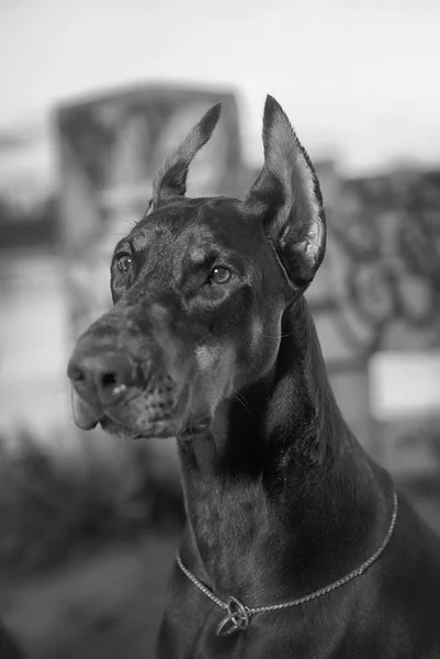 Doberman på stadens bakgrund vetrego — Stockfoto