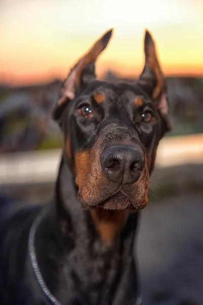 Doberman en el fondo vetrego ciudad — Foto de Stock