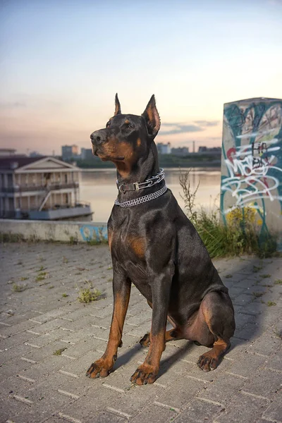 Arka plan vetrego şehir Doberman