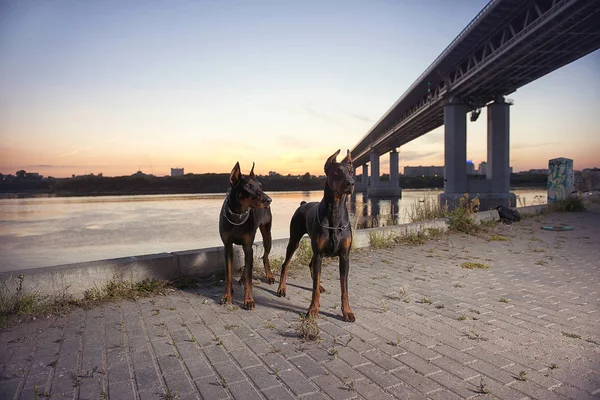 Doberman on the background vetrego city — Stock Photo, Image