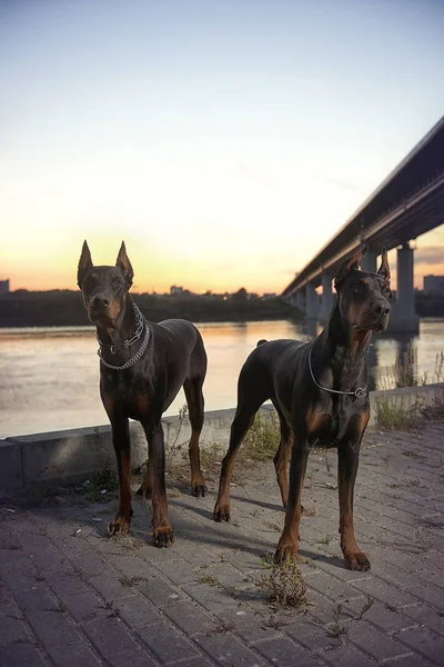 Arka plan vetrego şehir Doberman