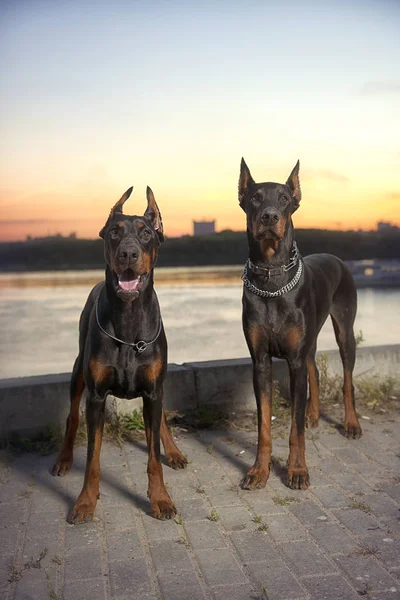 Arka plan vetrego şehir Doberman