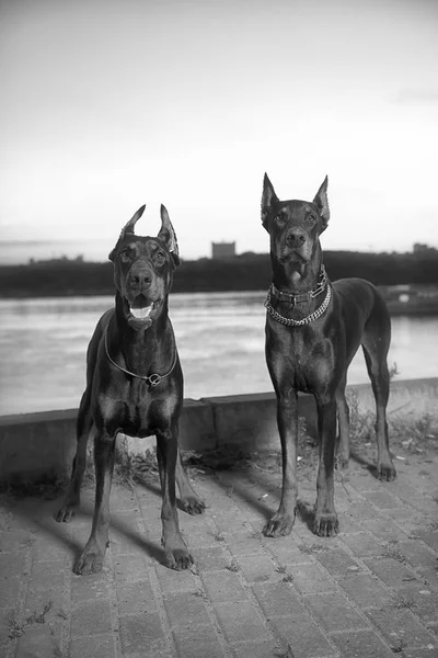Arka plan vetrego şehir Doberman
