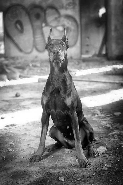 Doberman no fundo vetrego cidade — Fotografia de Stock