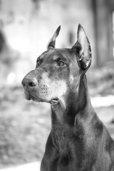 Doberman na tle miasta vetrego — Zdjęcie stockowe