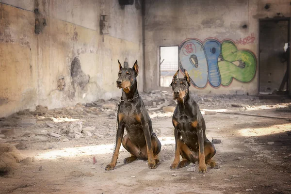 Doberman på stadens bakgrund vetrego — Stockfoto