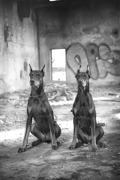 Doberman en el fondo vetrego ciudad —  Fotos de Stock