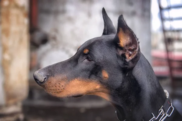 Arka plan vetrego şehir Doberman