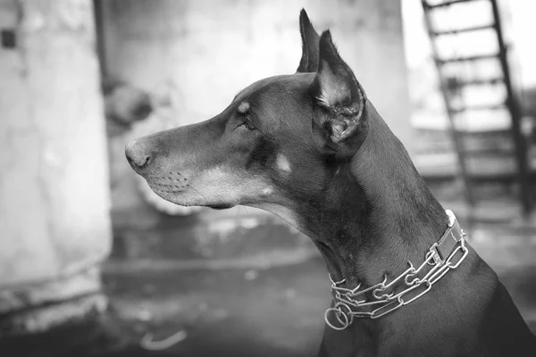 Doberman på stadens bakgrund vetrego — Stockfoto