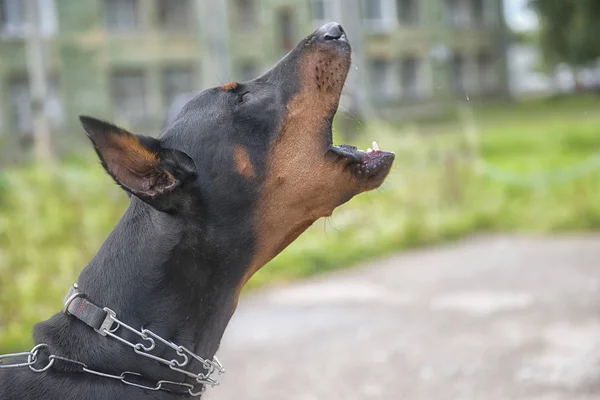 Doberman na tle miasta vetrego — Zdjęcie stockowe