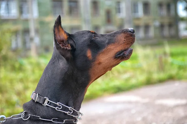 Doberman na tle miasta vetrego — Zdjęcie stockowe