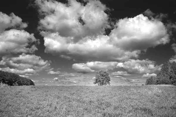 Siyah beyaz manzara güzel bulutlar, alan çiçek ve bir ağaç