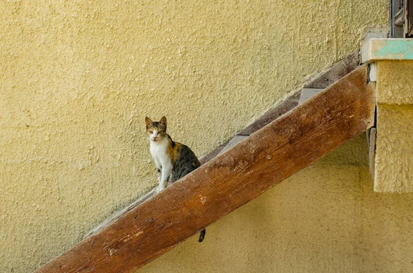 Cat Sitting Stair — Stock Photo, Image