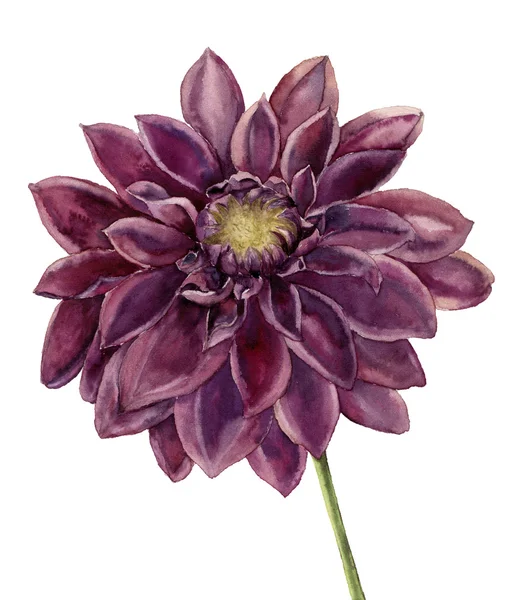 Aquarel dahlia bloem. Hand geschilderd herfst bloemen illustratie geïsoleerd op een witte achtergrond. Botanische illustratie voor ontwerp — Stockfoto