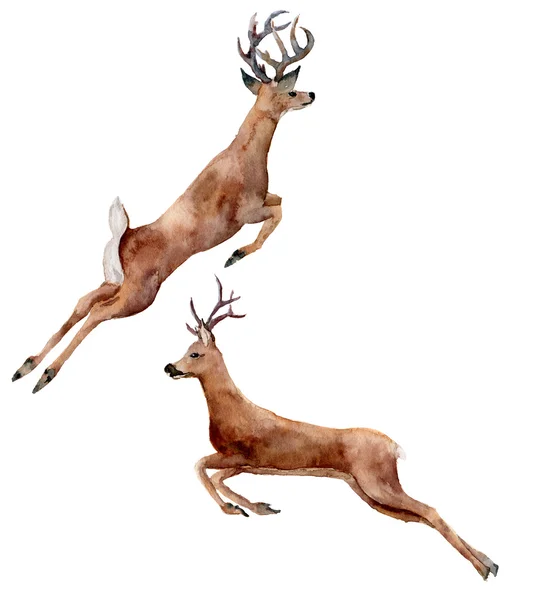 Cerfs de course aquarelle mis isolé sur fond blanc. Illustration animale sauvage de Noël pour la conception, l'impression ou le fond — Photo