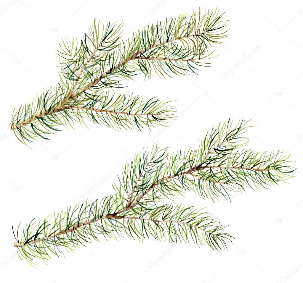 Watercolor Christmas tree branches set. Hand painted illustration with fir-needle natural elements isolated on white background. Winter natural element for design, print or background.