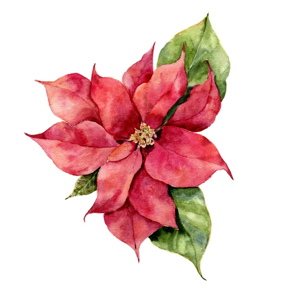 水彩のポインセチア。手描きのクリスマス花イラスト白背景に分離されました。デザイン、印刷のための植物のイラストや背景 — ストック写真