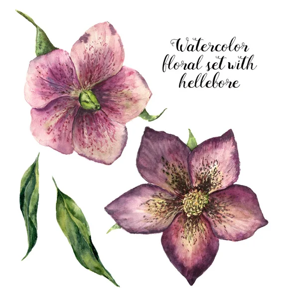 Conjunto floral de acuarela con hellebore. Flores de invierno pintadas a mano aisladas sobre fondo blanco. Ilustración botánica para diseño, impresión o tela . — Foto de Stock