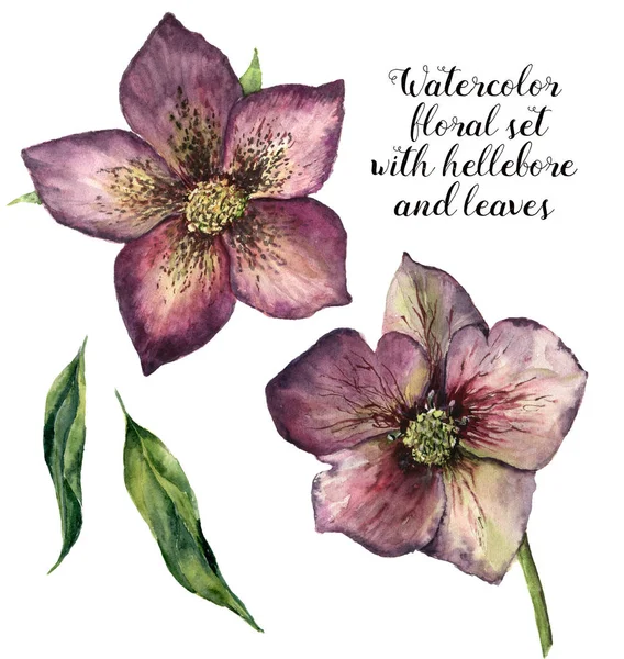 Conjunto floral de acuarela con hellebore y hojas. Flores de invierno pintadas a mano aisladas sobre fondo blanco. Ilustración botánica para diseño, impresión o tela . — Foto de Stock