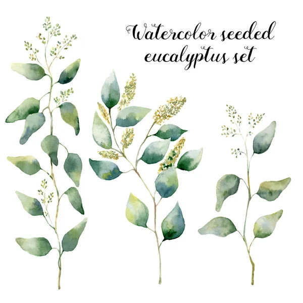 Watercolor seeded eucalyptus set. Hand painted floral illustration with silver leaves and branches isolated on white background. For design, print and textile. — Stock Photo, Image