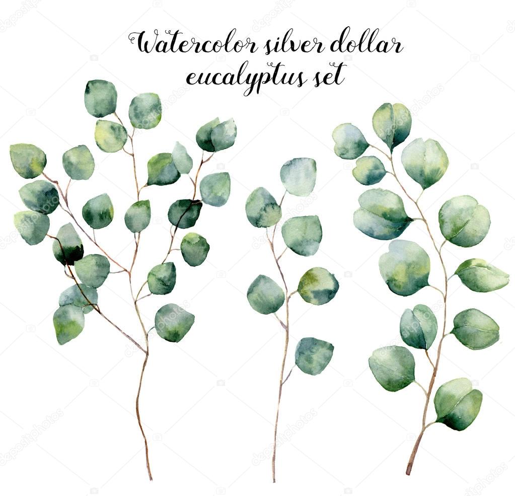 Watercolor silver dollar eucalyptus set. Hand painted floral illustration with round leaves and branches isolated on white background. For design, print and fabric.