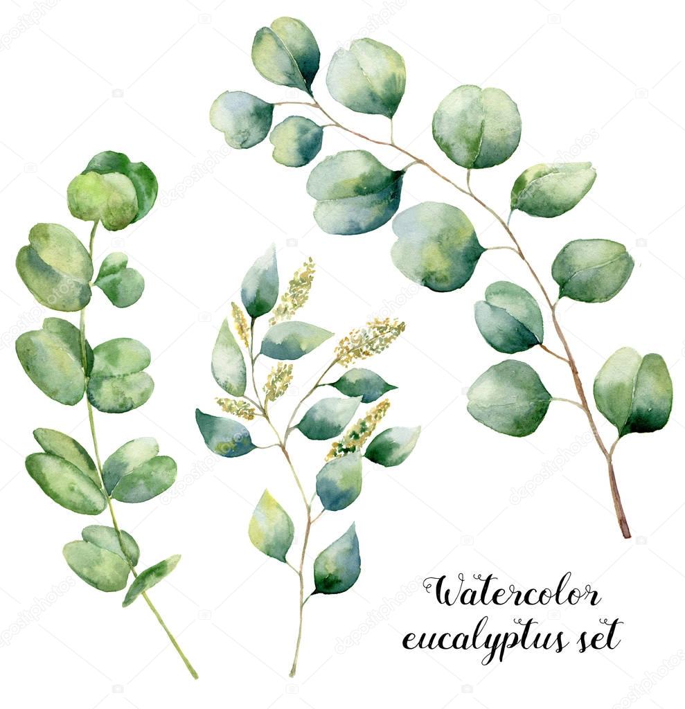 Watercolor eucalyptus set. Hand painted baby, seeded and silver dollar eucalyptus elements. Floral illustration with round leaves and branches isolated on white background. For design and textile.