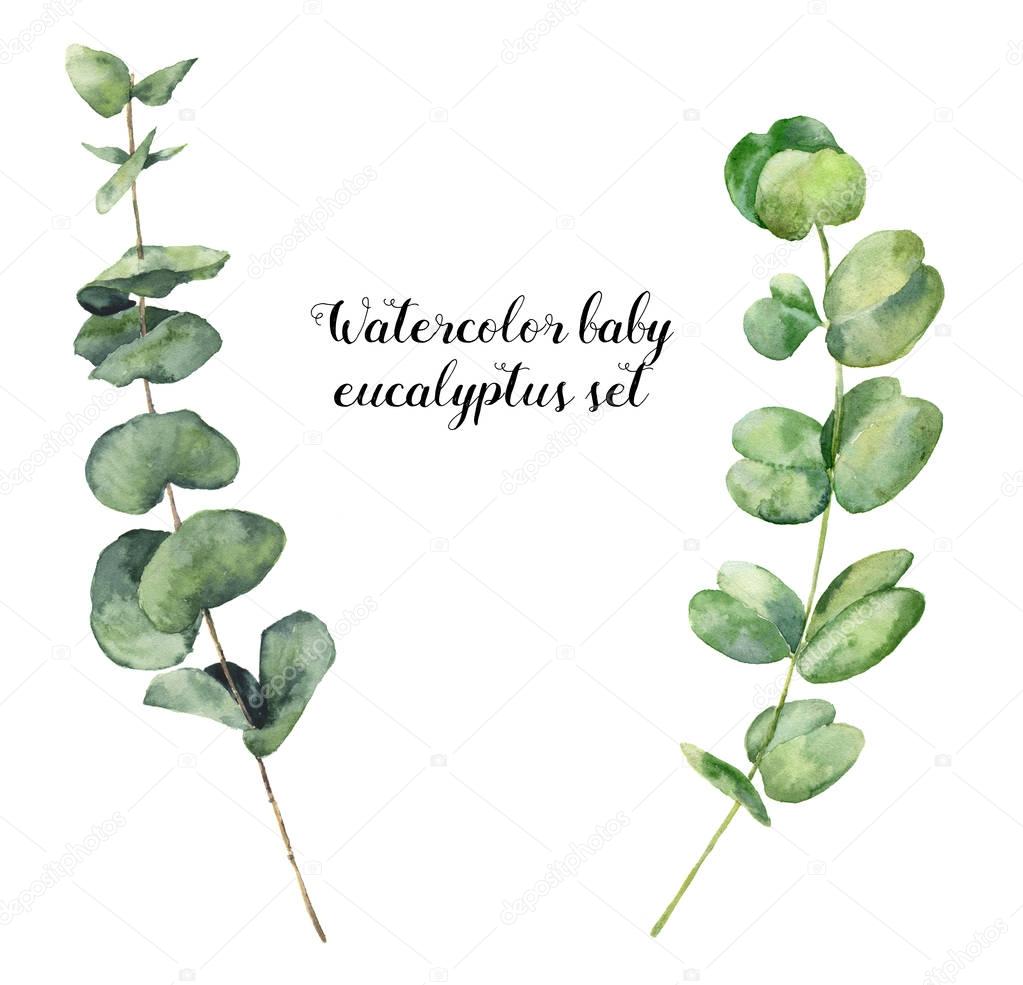 Watercolor baby eucalyptus set. Hand painted round leaves and branch isolated on white background. Floral elements for design or print.