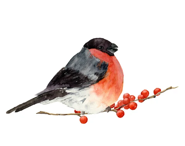 Watercolor bullfinch on a branch with red berries. Hand painted bird with winter berries on white. Christmas symbol. Winter birdie with red breast feathers. Illustration for design or print — Stock Photo, Image