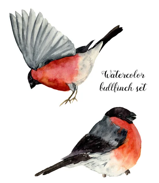 Aquarel Goudvink set. Handgeschilderde vogels met grijs en roze verenkleed op witte achtergrond. Kerst symbool. Winter vogeltje met rode borst veren. Vintage illustratie voor ontwerp of print. — Stockfoto