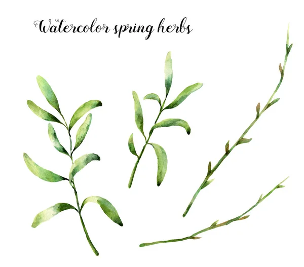 Acuarela hierbas de primavera. Elementos florales pintados a mano aislados sobre fondo blanco. Ilustración botánica con ramas verdes para diseño, estampado o tela . —  Fotos de Stock