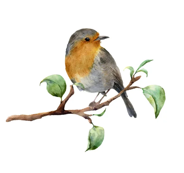 Acuarela robin sentado en la rama del árbol con hojas. Ilustración de primavera pintada a mano con pájaro aislado sobre fondo blanco. Impresión de la naturaleza para diseño . — Foto de Stock