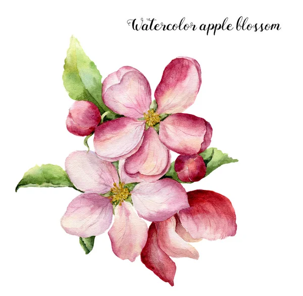 Aquarell Apfelblüte. handgemalte florale botanische Illustration isoliert auf weißem Hintergrund. rosa Blume für Design, Druck oder Stoff. — Stockfoto